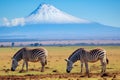 two zebras grazing on grass in front of a mountain Royalty Free Stock Photo