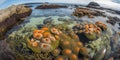 AI generated illustration of underwater vibrant corals in Oregon