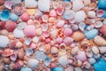 AI-generated illustration of a variety of seashells arranged in an aesthetically pleasing pattern Royalty Free Stock Photo