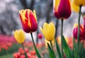 AI generated illustration of a vibrant array of red and yellow tulips in full bloom Royalty Free Stock Photo