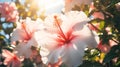 white flowers in the sunshine with sunlight shining on them on the plant