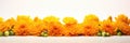 AI generated illustration of a vibrant display of orange flowers on a white background