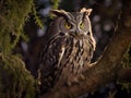 AI generated illustration of a vibrant Eurasian eagle-owl  perched atop a tree Royalty Free Stock Photo