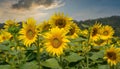 sunflowers are in a field with mountains in the background Royalty Free Stock Photo