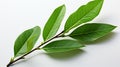 vibrant green leaves growing from a single branch on a bright white background