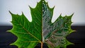 Close-Up Hybrid of a Maple Leaf and a Printed Circuit Board Royalty Free Stock Photo