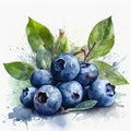 a watercolor painting of a branch of ripe blueberries