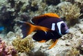 AI-generated illustration of a vibrant orange and black Acanthurus swinging in the coral reef