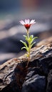 pink flower is growing out of the rocky ground on a cliff Royalty Free Stock Photo