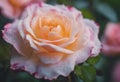 AI generated illustration of a vibrant pink rose with dew drops glistening on its petals