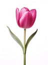 AI-generated illustration of A vibrant pink tulip flower stands out against a crisp white background