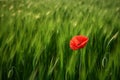 AI generated illustration of a vibrant red poppy on a luscious green field Royalty Free Stock Photo
