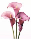 AI generated illustration of vibrant two Calla Lilies on a white background Royalty Free Stock Photo