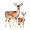 AI generated illustration of a vibrant two deer on a white background