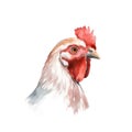 AI generated illustration of a vibrant watercolor painting of a chicken on a white background