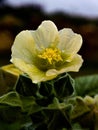 AI-generated illustration of a vibrant yellow flower in daylight with waterdrops on petals Royalty Free Stock Photo