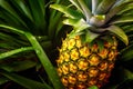 AI generated illustration of A vibrant yellow pineapple plant illuminated by bright sunlight Royalty Free Stock Photo