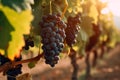 AI generated illustration of a vineyard at sunset, featuring green grape vines and clusters of ripe Royalty Free Stock Photo