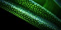 AI generated illustration of a Viper's Bowstring Hemp leaf showing its intricate patterns