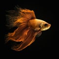 AI generated illustration of a vivid gold betta fish swimming against a black background