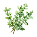 AI generated illustration of a watercolor of a bright Thyme plant on a white background