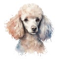 AI generated illustration of a watercolor portrait of a poodle puppy