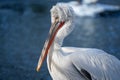 AI generated illustration of a white bird with a long curved beak perched