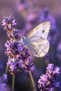 White Butterfly Resting on Lavender Flower Royalty Free Stock Photo