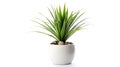 AI generated illustration of a white ceramic pot containing a lush green plant with small rocks
