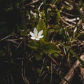 AI generated illustration of a white chickweed wintergreen flower with green leaves
