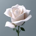 AI generated illustration of a white minimalistic rose