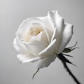 AI generated illustration of a white minimalistic rose