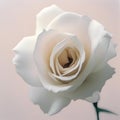 AI generated illustration of a white minimalistic rose