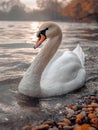 AI generated illustration of a white swan gracefully gliding on a serene lake Royalty Free Stock Photo