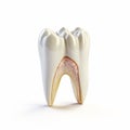AI generated illustration of a white tooth with internal structure exposed and visible Royalty Free Stock Photo
