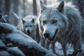 AI generated illustration of white wolves walking through a pristine winter forest