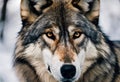 AI generated illustration of A wild gray wolf standing in the forest Royalty Free Stock Photo