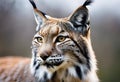 AI generated illustration of a wild lynx showing its facial features