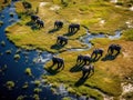 Ai Generated illustration Wildlife Concept of African Elephants - Okavango Delta - Botswana Royalty Free Stock Photo