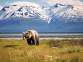 Ai Generated illustration Wildlife Concept of Alaska Brown Grizzly Bear Grazing in Katmai Royalty Free Stock Photo