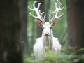 Ai Generated illustration Wildlife Concept of Albino Fallow Deer Royalty Free Stock Photo