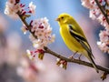 Ai Generated illustration Wildlife Concept of American Goldfinch in Spring Season Royalty Free Stock Photo
