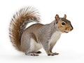 Ai Generated illustration Wildlife Concept of American gray squirrel on white background