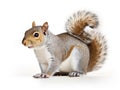 Ai Generated illustration Wildlife Concept of American gray squirrel on white background