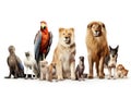 Ai Generated illustration Wildlife Concept of Animal collection isolated in white Royalty Free Stock Photo