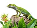 Ai Generated illustration Wildlife Concept of Anole lizard