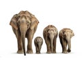 Ai Generated illustration Wildlife Concept of Asian elephant familys walking Royalty Free Stock Photo