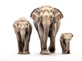 Ai Generated illustration Wildlife Concept of Asian elephant familys walking Royalty Free Stock Photo