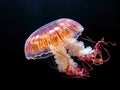 Ai Generated illustration Wildlife Concept of Australian Spotted Jellyfish