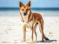 Ai Generated illustration Wildlife Concept of Australien dingo - wild dog - Fraser Island Australia